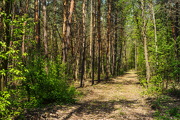 포토 JPG 해외이미지 나무 식물 계절 공원 도로 길 여행 백그라운드 낙엽 잎 자연 풍경 사람없음 야외 목재 초록색 여름 빛 햇빛 태양 걷기 환경 침묵 봄 활발 하이킹 성장 나뭇가지 시골 황무지 숲 오솔길 장면 굴곡 떠남 섞기 전국 해외202004 해외포토 자연요소 공공시설 컬러 컨셉 재료 교통시설 모션 레저 소리 생태계 파일형식 이미지허브