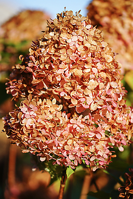 포토 JPG 해외이미지 식물 꽃잎 꽃 꽃무늬 자연 사람없음 야외 정원 벚꽃 가을 죽음 개화 관목 원예 썩음 해외202004 해외포토 나무 계절 무늬 취미 생태계 파일형식 이미지허브