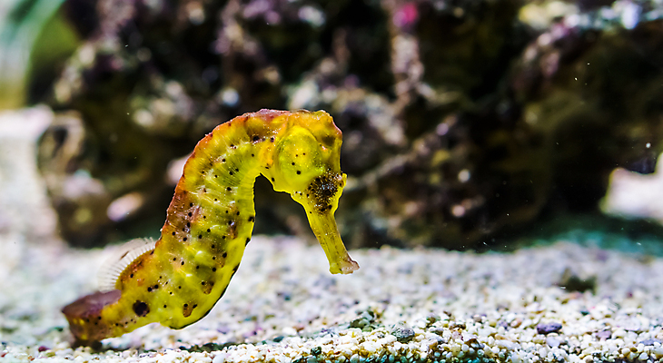 포토 JPG 해외이미지 동물 야생동물 바다 어류 사람없음 물 반려동물 노란색 검은색 수중 활발 점 작음 태평양 암초 수족관 조랑말 강렬 수경재배 이국적 해외202004 해외포토 자연요소 컬러 컨셉 수중동물 말_동물 크기 파일형식 이미지허브