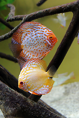 포토 JPG 해외이미지 동물 커플 여자 남자 야생동물 바다 백그라운드 오렌지 자연 낚시 저울 어류 사람없음 장식 빨간색 물 컬러풀 세계 수중 수영 튀김 흰색 아기 뱀 먹이 아래 오브젝트 다이빙 꼬리 소금 지느러미 수족관 리빙 이국적 해외202004 해외포토 자연요소 음식 컬러 과일 관계 파충류 레저 사람 수중동물 수상스포츠 방향 생태계 위치 수중스포츠 파일형식 이미지허브