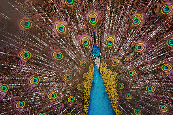 포토 JPG 해외이미지 동물 남자 야생동물 백그라운드 패턴 날개 자연 조류 사람없음 장식 초록색 파란색 컬러풀 머리 활발 펼침 의식 우아함 공작 깃털 묘사 즐거움 질감 꼬리 부리 번짐 보여주기 동물상 터키석 해외202004 해외포토 감정 컬러 컨셉 무늬 모션 사람 신체부위 조형물 보석 생태계 파일형식 효과 이미지허브