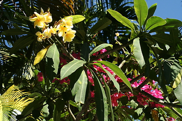 포토 JPG 해외이미지 식물 꽃 잎 열대 사람없음 가로 빨간색 노란색 플로리다 해외202004 해외포토 컬러 미국 파일형식 이미지허브