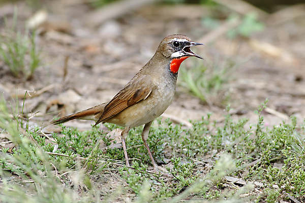 포토 JPG 해외이미지 나무 동물 여자 남자 아시아 얼굴 야생동물 백그라운드 날개 자연 조류 사람없음 야외 목재 가로 초록색 컬러풀 머리 환경 나뭇가지 막대기 닫기 숲 깃털 꼬리 부리 서식지 생태학 시베리아 이국적 해외202004 해외포토 식물 교육 나라 컬러 재료 모션 사람 신체부위 생태계 파일형식 이미지허브