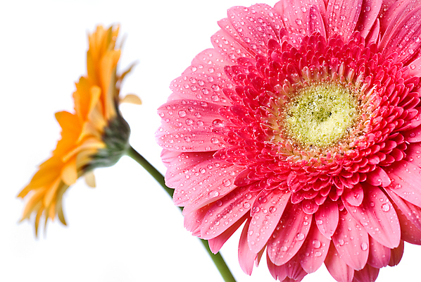 포토 JPG 해외이미지 꽃잎 분홍색 자연 사랑 사람없음 물 젖음 물방울 이슬 빗방울 오브젝트 데이지 거베라 해외202004 해외포토 자연요소 꽃 감정 컬러 비_날씨 생태계 파일형식 이미지허브