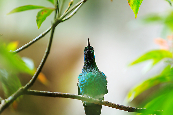 포토 JPG 해외이미지 동물 꽃 야생동물 음식 섬 날개 오렌지 자연 조류 날리기 사람없음 초록색 빛 미국 습지 숲 작음 먹기 깃털 꼬리 부리 광택 꿀 공평 계산서 벌새 서쪽 수유 이국적 해외202004 해외포토 식물 컬러 북아메리카 과일 모션 크기 방향 생태계 파일형식 이미지허브