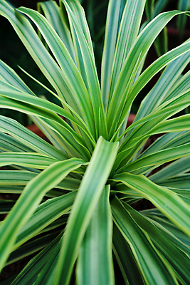 포토 JPG 해외이미지 모양 라이프스타일 디자인 아시아 선 백그라운드 잎 곡선 태국 자연 벽지 추상 바나나 미술 동양인 사람없음 그래픽 장식 초록색 햇빛 활발 신선 질감 윤곽 정맥 스타일 해외202004 해외포토 식물 나라 컬러 컨셉 무늬 과일 문화예술 인종 생활 태양 생태계 혈관 파일형식 이미지허브