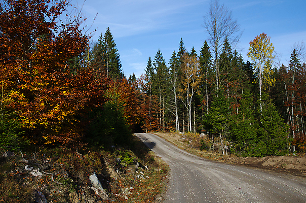 포토 JPG 해외이미지 나무 계절 도로 길 잎 곡선 오렌지 자연 하늘 스웨덴 숙이기 풍경 사람없음 초록색 컬러풀 환경 탐험 가을 나뭇가지 시골 숲 먼지 10월 내추럴 강렬 굴곡 해외202004 해외포토 식물 선 컬러 포즈 과일 교통시설 북유럽 날짜 생태계 파일형식 이미지허브