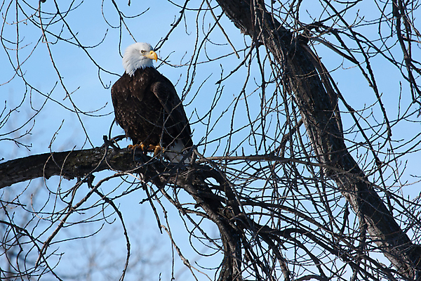 포토 JPG 해외이미지 주간 야생동물 사람없음 야외 독수리 흰머리독수리 해외202004 해외포토 자연요소 동물 조류 파일형식 이미지허브