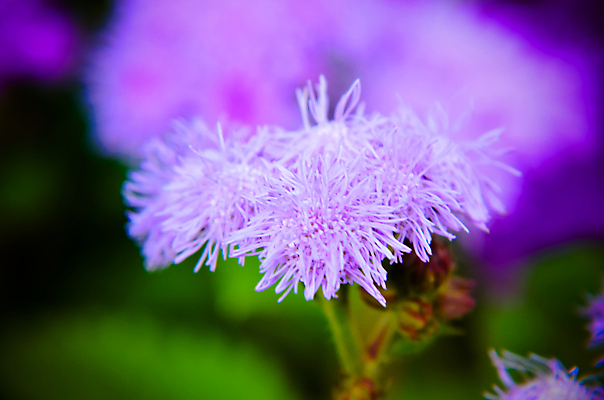 포토 JPG 해외이미지 식물 공원 꽃잎 꽃 유럽 잎 꽃무늬 자연 사람없음 야외 장식 초록색 여름 파란색 정원 보라색 고양이 미국 벚꽃 가을 침대 신선 작음 제비꽃 페인트붓 꽃가루 내추럴 양발 영원 해외202004 해외포토 계절 공공시설 나라 컬러 가구 북아메리카 무늬 포유류 반려동물 붓 크기 가루 생태계 파일형식 이미지허브