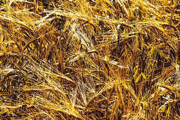 포토 JPG 해외이미지 식물 계절 줄기 백그라운드 컨셉 밭 농업 벽지 건조 옥수수 씨앗 풍경 사람없음 야외 여름 농작물 태양 농장 농경지 노란색 우주 수확 성장 가을 시골 황금 볏짚 낟알 시리얼 밀 보리 귀 밀가루 부드러움 밀짚 땅바닥 밭일 숙성 호밀 귀리 해외202004 해외포토 자연요소 산업 음식 컬러 곡류 바닥 신체부위 감각 짚 가루 파일형식 이미지허브