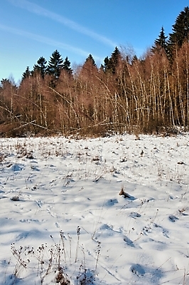 포토 JPG 해외이미지 나무 계절 여행 백그라운드 크리스마스 겨울 자연 하늘 날씨 새로움 산 파노라마 풍경 사람없음 야외 목재 파란색 빛 햇빛 환경 냉동 얼음 추위 흰색 숲 서리 내추럴 폭설 눈내림 해외202004 해외포토 자연요소 식물 기념일 컬러 컨셉 재료 눈_날씨 촬영기법 태양 자연재해 생태계 파일형식 이미지허브