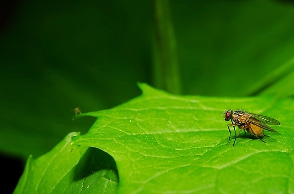 포토 JPG 해외이미지 식물 동물 꽃 야생동물 곤충 백그라운드 잎 신체 날개 오렌지 자연 주택 사람없음 야외 초록색 파란색 갈색 머리 검은색 봄 회색 흰색 닫기 숲 묘사 육식동물 육식 올가미 내추럴 금성 고립 아마존 양발 해외202004 해외포토 계절 컬러 과일 모션 건물 신체부위 행성 생태계 파일형식 이미지허브