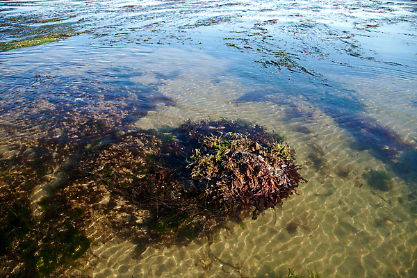 포토 JPG 해외이미지 나무 실루엣 야생동물 모래 바다 백그라운드 패턴 오렌지 자연 조류 하늘 이끼 풍경 사람없음 초록색 물 파란색 반사 노란색 황혼 일몰 거울 바위 흰색 황무지 산호 묘사 질감 장면 태평양 내추럴 소금물 수평선 해외202004 해외포토 자연요소 식물 동물 컬러 무늬 과일 촬영기법 노을 돌_바위 자포동물 생태계 파일형식 이미지허브