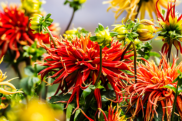 포토 JPG 해외이미지 나무 식물 꽃 백그라운드 잎 밭 오렌지 자연 벽지 사람없음 초록색 컬러풀 정원 맑음 신선 달리아 강렬 해외202004 해외포토 컬러 농업 과일 날씨 생태계 파일형식 이미지허브