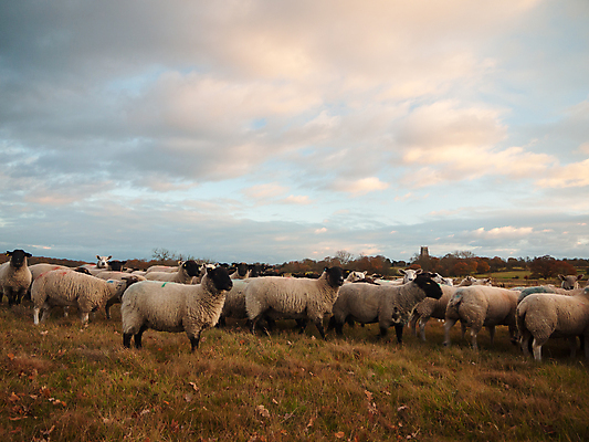포토 JPG 해외이미지 동물 얼굴 여행 단풍 밭 농업 자연 영국 육류 풍경 사람없음 야외 초록색 태양 농장 가축 산책 가을 시골 양 닫기 볏짚 군중 방목 솜털 양고기 양모 램 밭일 해외202004 해외포토 자연요소 계절 유럽 산업 컬러 잎 식재료 포유류 모션 휴식 사람 신체부위 직물 짚 축산업 생태계 파일형식 이미지허브