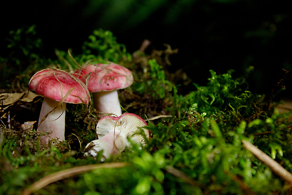 포토 JPG 해외이미지 식물 계절 음식 다이어트 채소 재료 자연 건강 3 이끼 요리 사람없음 목재 초록색 여름 갈색 식사 저녁식사 버섯 가을 흰색 신선 그룹 숲 먹기 오브젝트 유기농 날것 성분 내추럴 곰팡이 그물버섯 식용 채식주의자 캡모자 해외202004 해외포토 나무 모자_잡화 웰빙 컬러 모션 생태계 채식 파일형식 이미지허브