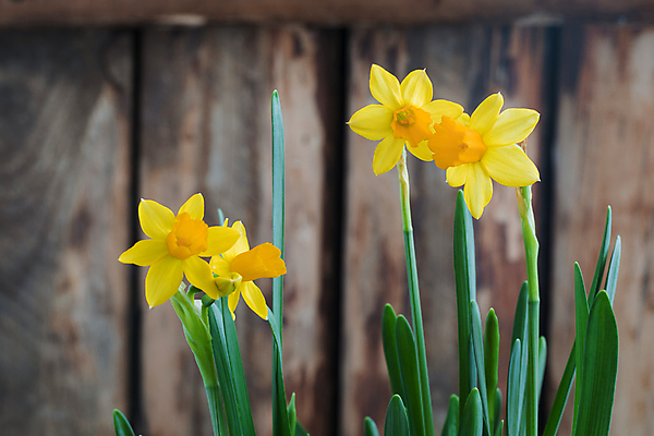 포토 JPG 해외이미지 식물 계절 꽃잎 꽃 꽃다발 백그라운드 잎 꽃무늬 밭 일러스트 자연 부활절 건강 사람없음 초록색 여름 농장 노란색 정원 봄 수확 벚꽃 시골 신선 개화 우아함 묘사 수선화 내추럴 해외202004 해외포토 기념일 컬러 컨셉 무늬 농업 생태계 파일형식 이미지허브