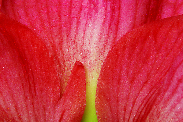 포토 JPG 해외이미지 식물 계절 꽃잎 꽃 백그라운드 크리스마스 패턴 오렌지 전구 추상 주택 사람없음 빨간색 노란색 난초 백합 큼 꽃가루 꽃수술 해외202004 해외포토 기념일 컬러 무늬 과일 건물 크기 가루 파일형식 이미지허브