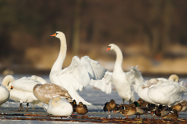 포토 JPG 해외이미지 주간 한마리 호수 사람없음 백조 해외202004 해외포토 자연요소 1 조류 파일형식 이미지허브