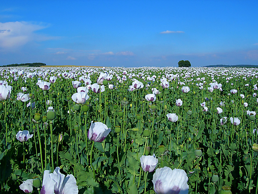 포토 JPG 해외이미지 식물 구름 계절 꽃잎 꽃 꽃무늬 밭 농업 자연 하늘 산 풍경 사람없음 야외 초록색 여름 파란색 태양 우주 환경 정원 맑음 침묵 봄 기쁨 성장 벚꽃 흰색 시골 신선 양귀비 내추럴 생태학 해외202004 해외포토 자연요소 교육 감정 산업 컬러 무늬 날씨 소리 생태계 파일형식 이미지허브