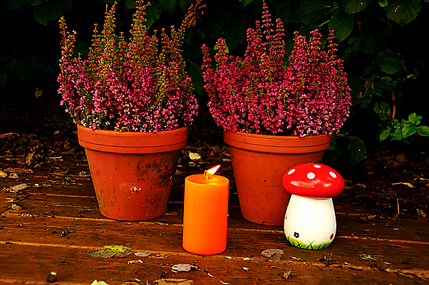 포토 JPG 해외이미지 식물 계절 꽃 화분 잎 촛불 사람없음 야외 장식 정원 보라색 버섯 가을 떨어짐 냄비 독버섯 해외202004 해외포토 컬러 컨셉 초 솥 파일형식 이미지허브