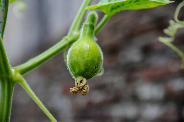 포토 JPG 해외이미지 식물 농업 채소 과일 오이 사람없음 초록색 농장 정원 벚꽃 묘사 유기농 내추럴 밭일 우루과이 조롱박 해외202004 해외포토 웰빙 꽃 산업 컬러 남아메리카 파일형식 이미지허브