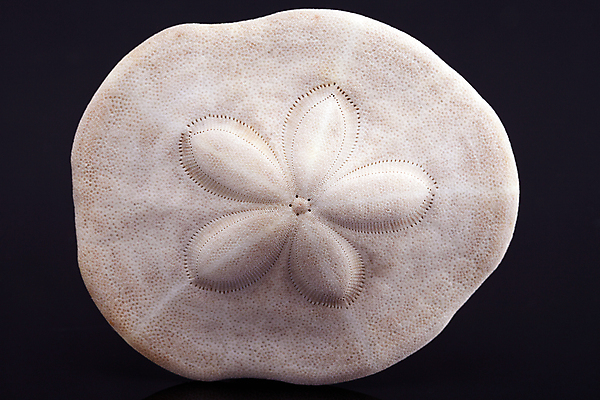 포토 JPG 해외이미지 모양 동물 모래 바다 백그라운드 자연 휴가 조개 골격 해변 사람없음 초록색 물 여름 환경 수중 껍질 흰색 해산물 생태계 기념품 수족관 갑옷 내추럴 생태학 이국적 해외202004 해외포토 자연요소 계절 교육 컬러 어패류 보호장비 오브젝트 파일형식 이미지허브