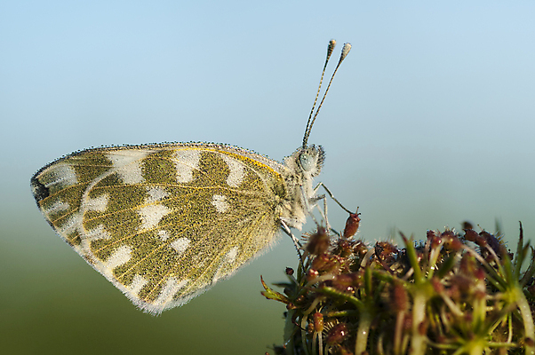 포토 JPG 해외이미지 나비 곤충 자연 사람없음 태양 떨어짐 이슬 해외202004 해외포토 자연요소 동물 컨셉 생태계 파일형식 이미지허브