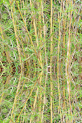 포토 JPG 해외이미지 식물 전통 화초 선 줄기 백그라운드 잎 자연 휴식 동양인 사람없음 장식 초록색 물 노란색 일본 중국 화목 활발 에너지 성장 흰색 신선 차 냄비 대나무 동쪽 고립 해외202004 해외포토 자연요소 나무 아시아 음료 컬러 컨셉 인종 솥 방향 생태계 파일형식 이미지허브