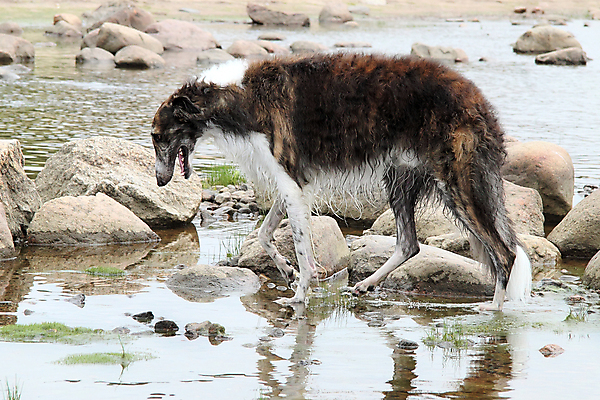 포토 JPG 해외이미지 동물 모래 바다 포즈 포유류 모션 사람없음 야외 물 반려동물 머리 젖음 입 개 치아 꼬리 사냥개 송곳니 기르기 총구 해외202004 해외포토 자연요소 신체부위 소화기관 돌봄 파일형식 이미지허브