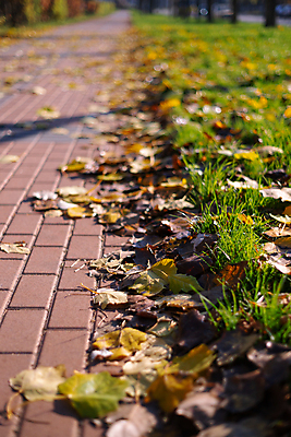 포토 JPG 해외이미지 나무 라이프스타일 커플 계절 공원 여자 행복 도로 길 잎 오렌지 발 자연 건강 사람 풍경 성인 사람없음 야외 목재 초록색 컬러풀 달리기 운동 태양 노란색 걷기 환경 산책 가을 닫기 숲 연습 해외202004 해외포토 자연요소 식물 공공시설 감정 컬러 과일 재료 관계 교통시설 모션 휴식 생활 신체부위 생태계 파일형식 이미지허브
