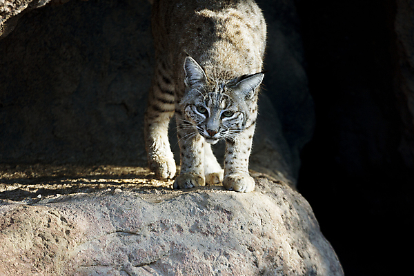 포토 JPG 해외이미지 포유류 자연 산 털 그림자 사람없음 동굴 호기심 귀 경보 카피스페이스 해외202004 해외포토 동물 감정 컨셉 신체부위 공백 생태계 파일형식 이미지허브