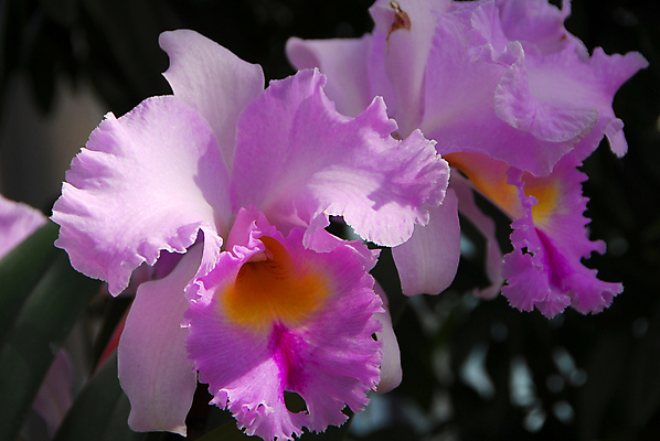 포토 JPG 해외이미지 식물 꽃 분홍색 자연 사람없음 노란색 정원 난초 원예 해외202004 해외포토 컬러 취미 생태계 파일형식 이미지허브