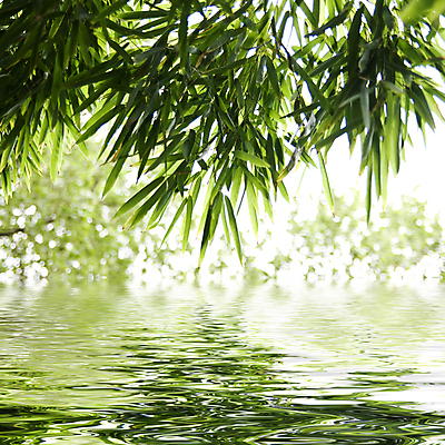 포토 JPG 해외이미지 나무 식물 디자인 아시아 문화 선 줄기 백그라운드 컨셉 잎 패턴 자연 추상 사람없음 목재 초록색 물 환경 정원 일본 스파 중국 봄 활발 흰색 신선 떨어짐 숲 대나무 명상 질감 내추럴 해외202004 해외포토 자연요소 계절 나라 컬러 무늬 재료 생태계 파일형식 이미지허브