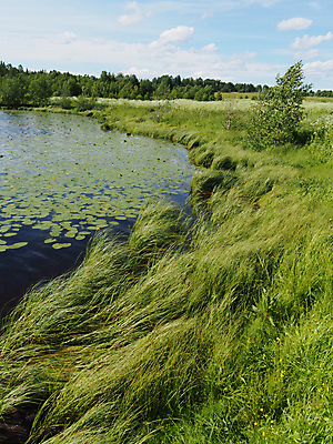 포토 JPG 해외이미지 나무 계절 유럽 길 호수 물결 자연 하늘 표면 풍경 사람없음 야외 물 여름 파란색 빛 강 햇빛 태양 평화 광선 바위 소나무 투명 숲 작음 정사각형 북쪽 내추럴 해외202004 해외포토 자연요소 도형 식물 나라 컬러 컨셉 돌_바위 크기 방향 생태계 파일형식 이미지허브