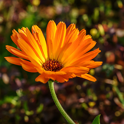 포토 JPG 해외이미지 식물 꽃잎 꽃 백그라운드 꽃무늬 오렌지 자연 사람없음 초록색 여름 노란색 정원 봄 벚꽃 신선 데이지 내추럴 금잔화 해외202004 해외포토 계절 컬러 무늬 과일 생태계 파일형식 이미지허브