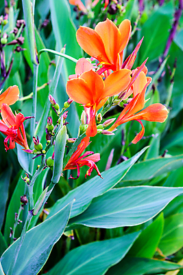 포토 JPG 해외이미지 나무 식물 꽃 분홍색 백그라운드 잎 밭 오렌지 자연 벽지 사람없음 초록색 여름 컬러풀 노란색 정원 맑음 신선 강렬 해외202004 해외포토 계절 컬러 농업 과일 날씨 생태계 파일형식 이미지허브