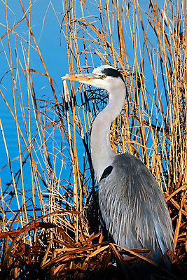 포토 JPG 해외이미지 영어 야생동물 겨울 날개 자연 조류 영국 잉글랜드 갈대 서기 성인 사람없음 세로 물 파란색 노란색 검은색 회색 흰색 관찰 신선 기다림 역사 가장자리 습지 큼 왜가리 깃털 싱글 런던 부리 목 내추럴 구성 동물상 해외202004 해외포토 자연요소 식물 동물 문자 계절 유럽 컬러 모션 사람 신체부위 조형물 둘레 크기 생태계 파일형식 이미지허브