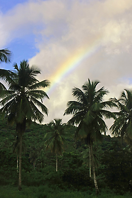포토 JPG 해외이미지 나무 섬 여행 무지개 자연 산 손바닥 풍경 사람없음 야외 컬러풀 수영 숲 언덕 공화국 해외202004 해외포토 자연요소 식물 손 나라 컬러 수상스포츠 생태계 파일형식 이미지허브