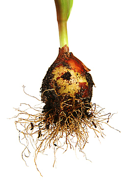 포토 JPG 해외이미지 나무 식물 계절 꽃 지구 줄기 백그라운드 컨셉 잎 농업 비즈니스 전구 자연 양파 새로움 씨앗 사람없음 초록색 새싹 환경 정원 희망 흙 봄 튤립 성장 흰색 유기농 원예 뿌리 먼지 내추럴 개발 고립 돌봄 땅바닥 모종 생태학 생존 해외202004 해외포토 웰빙 교육 감정 산업 컬러 채소 모션 바닥 취미 생태계 파일형식 이미지허브