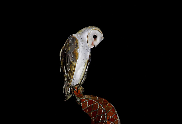 포토 JPG 해외이미지 나무 동물 여자 남자 아시아 얼굴 야생동물 백그라운드 날개 태국 자연 조류 사람없음 야외 가로 컬러풀 머리 환경 나뭇가지 시간 사찰 막대기 닫기 야간 깃털 꼬리 장면 부엉이 서식지 외양간 생태학 해외202004 해외포토 자연요소 식물 교육 나라 컬러 종교건축 모션 사람 신체부위 생태계 파일형식 이미지허브