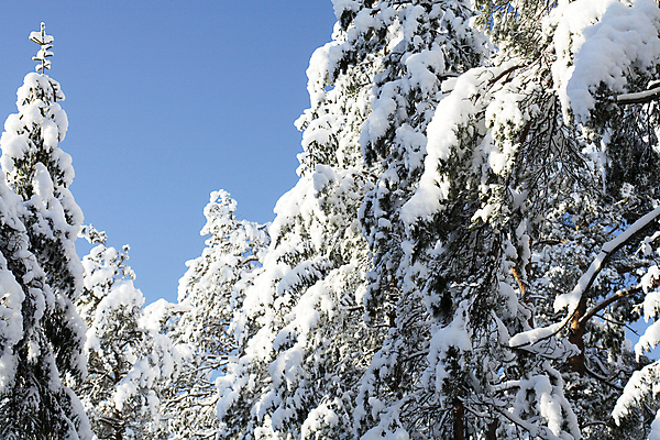 포토 JPG 해외이미지 나무 겨울 자연 핀란드 풍경 사람없음 추위 소나무 황무지 숲 북극 스칸디나비아 눈내림 가문비나무 해외202004 해외포토 식물 계절 눈_날씨 북유럽 극지방 생태계 파일형식 이미지허브