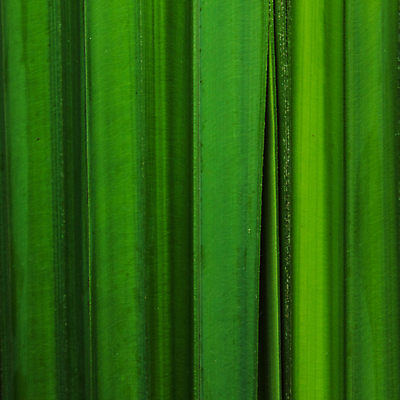 포토 JPG 해외이미지 나무 식물 선 백그라운드 잎 꽃무늬 패턴 자연 벽지 사람없음 초록색 환경 정원 봄 신선 숲 묘사 유기농 질감 내추럴 엘리먼트 해외202004 해외포토 웰빙 계절 꽃 컬러 무늬 생태계 파일형식 이미지허브