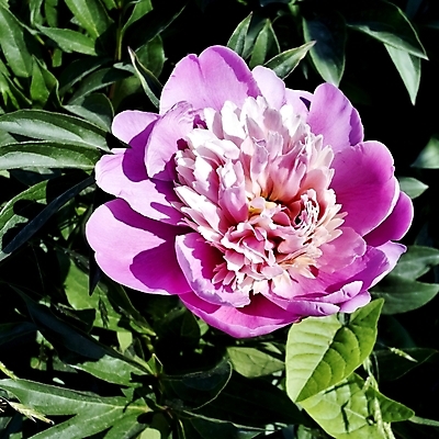 포토 JPG 해외이미지 식물 1 꽃잎 줄기 분홍색 백그라운드 꽃무늬 친절 선물 사람없음 장식 여름 빛 장미 머리 활발 벚꽃 신선 원형 개화 우아함 질감 향기 부드러움 내추럴 작약 파스텔톤 해외202004 해외포토 도형 계절 꽃 컬러 컨셉 무늬 신체부위 감각 냄새 파일형식 이미지허브