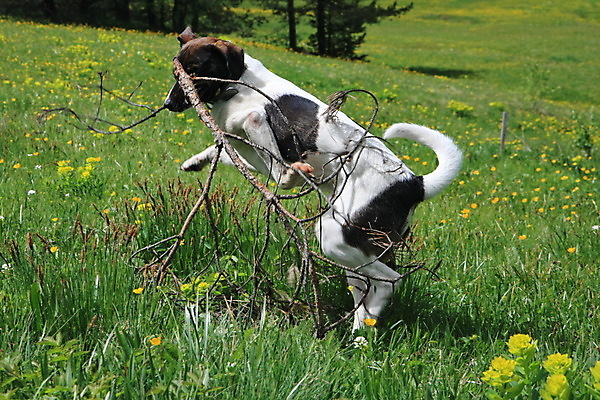 포토 JPG 해외이미지 동물 얼굴 포즈 밭 자연 놀이 사람없음 야외 반려동물 갈색 마을 검은색 흰색 개 해외202004 해외포토 컬러 농업 포유류 신체부위 생태계 파일형식 이미지허브
