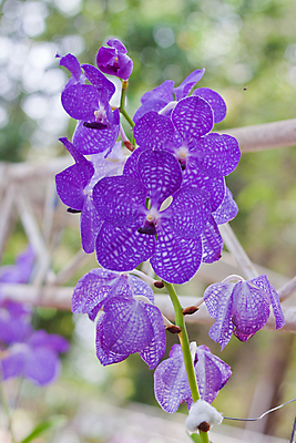 포토 JPG 해외이미지 식물 디자인 꽃잎 꽃 분홍색 꽃다발 잎 꽃무늬 패턴 자연 사람없음 장식 여름 환경 정원 보라색 봄 벚꽃 흰색 나뭇가지 시골 난초 우아함 닫기 배열 제비꽃 보케 향 내추럴 해외202004 해외포토 나무 계절 컬러 컨셉 무늬 모션 생태계 파일형식 이미지허브