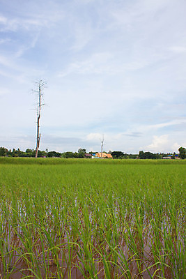 포토 JPG 해외이미지 나무 식물 구름 아시아 도로 음식 여행 백그라운드 농업 태국 자연 하늘 밥 풍경 사람없음 빨간색 초록색 여름 태양 농장 일출 일몰 새벽 수확 성장 시골 황금 낟알 장면 내추럴 논밭 옛날 해외202004 해외포토 자연요소 계절 나라 산업 길 컬러 밭 교통시설 논 노을 생태계 파일형식 이미지허브