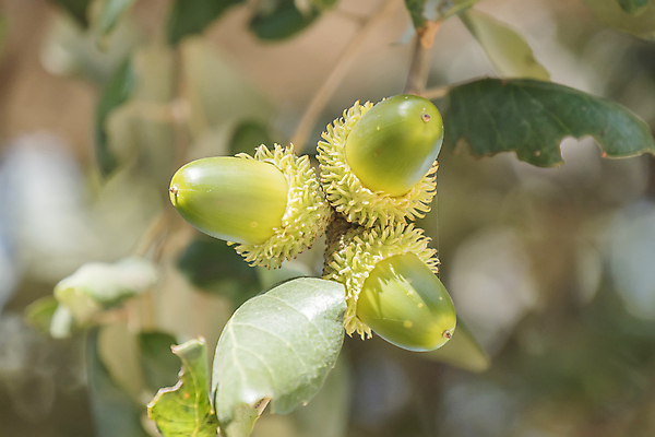 포토 JPG 해외이미지 나무 식물 계절 음식 백그라운드 컨셉 단풍 잎 과일 자연 씨앗 사람없음 야외 목재 장식 초록색 수확 성장 가을 나뭇가지 그룹 숲 9월 11월 유기농 질감 보케 도토리 내추럴 떠남 해외202004 해외포토 웰빙 컬러 농업 재료 모션 견과류 날짜 생태계 파일형식 이미지허브