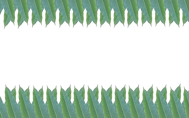 포토 JPG 해외이미지 식물 디자인 꽃 벽 줄기 백그라운드 잎 자연 프레임 미술 사람없음 장식 초록색 정원 봄 성장 흰색 나뭇가지 신선 덩굴 묘사 오브젝트 원예 포도나무 아이비 내추럴 고립 옛날 그리너리 해외202004 해외포토 나무 계절 컬러 문화예술 취미 과일나무 생태계 파일형식 트랜드컬러 이미지허브