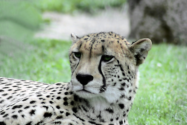 포토 JPG 해외이미지 동물 응시 얼굴 야생동물 포유류 자연 동물원 사람없음 야외 고양이 코트 흰색 위험 속도 육식동물 치타 표범 총구 해외202004 해외포토 시선 컬러 컨셉 신체부위 반려동물 외투 생태계 파일형식 이미지허브